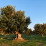 Vacanza in Puglia: i luoghi da non perdere